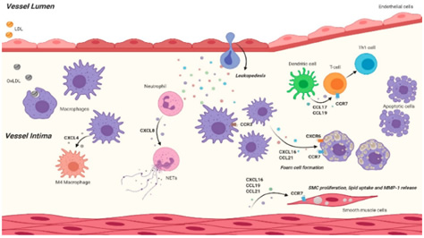Chemokine signaling in atherosclerosis - from mechanisms to translation